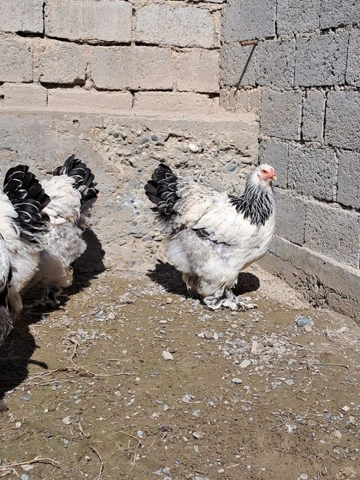 Гигант брама тухумлари