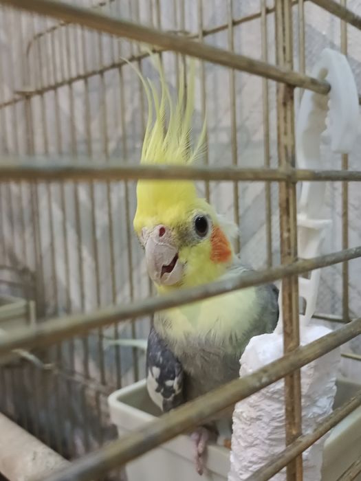 Домашние птицы отдадим в добрые руки