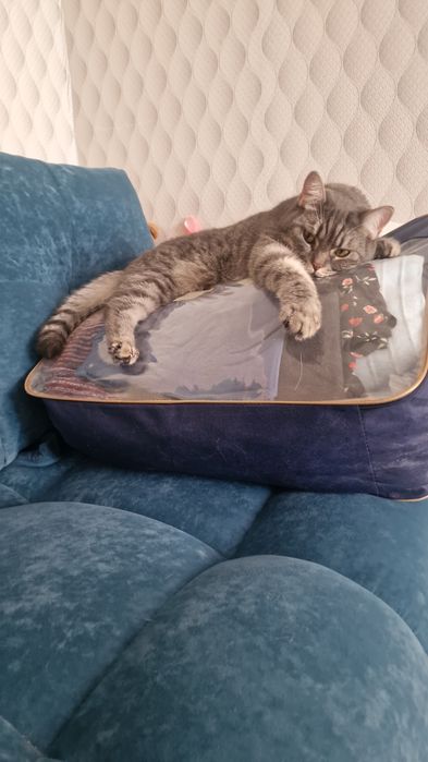 Отдам кота в хорошие руки