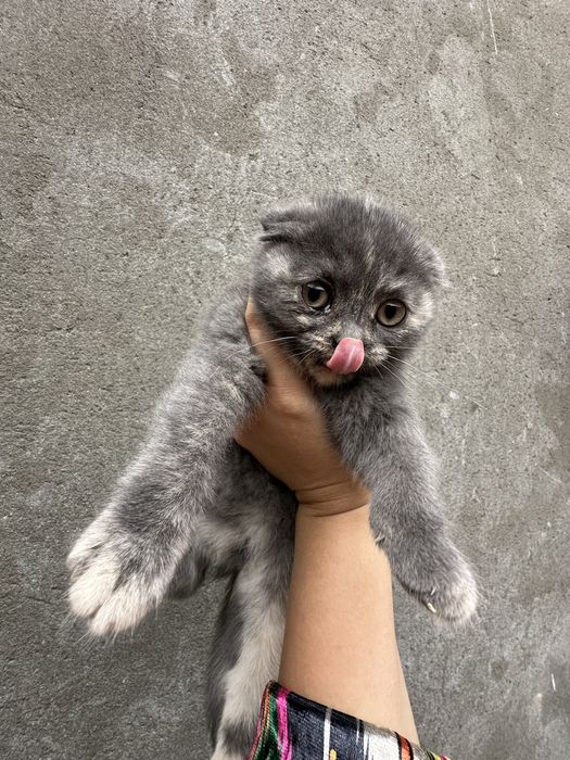 Котенки британские вислоухие