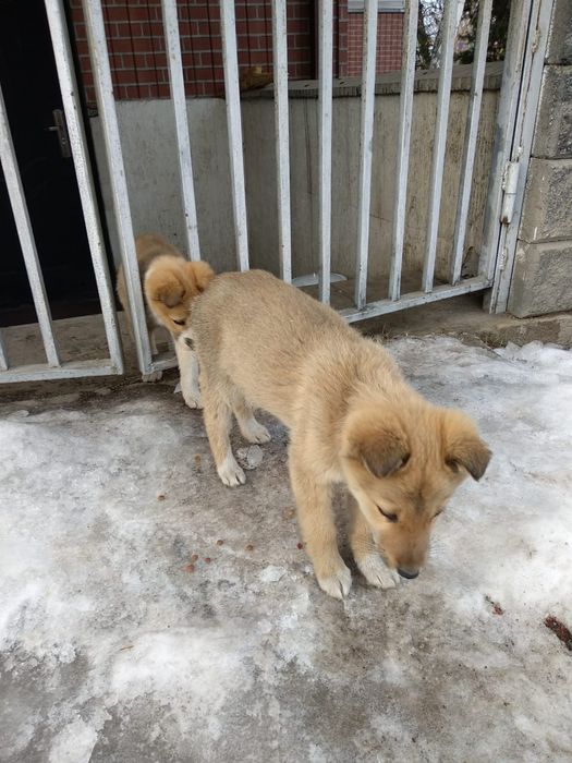 Мальчик и девочка сторожа