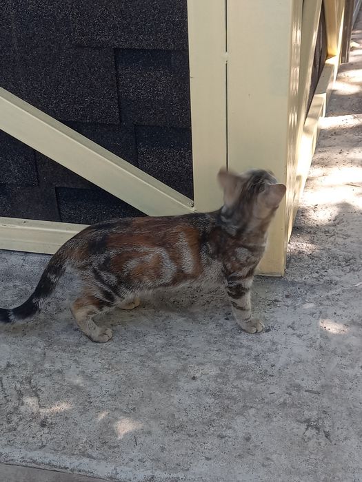 Котёнок бесплатно!