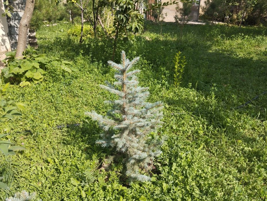 Продается ели и сосны
