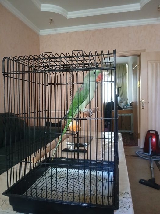 Александрский папугай