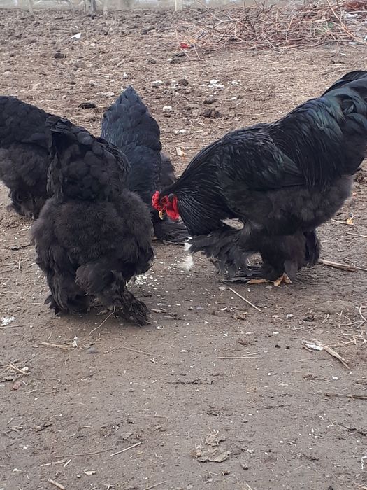 Vând găini rasă Brahma.