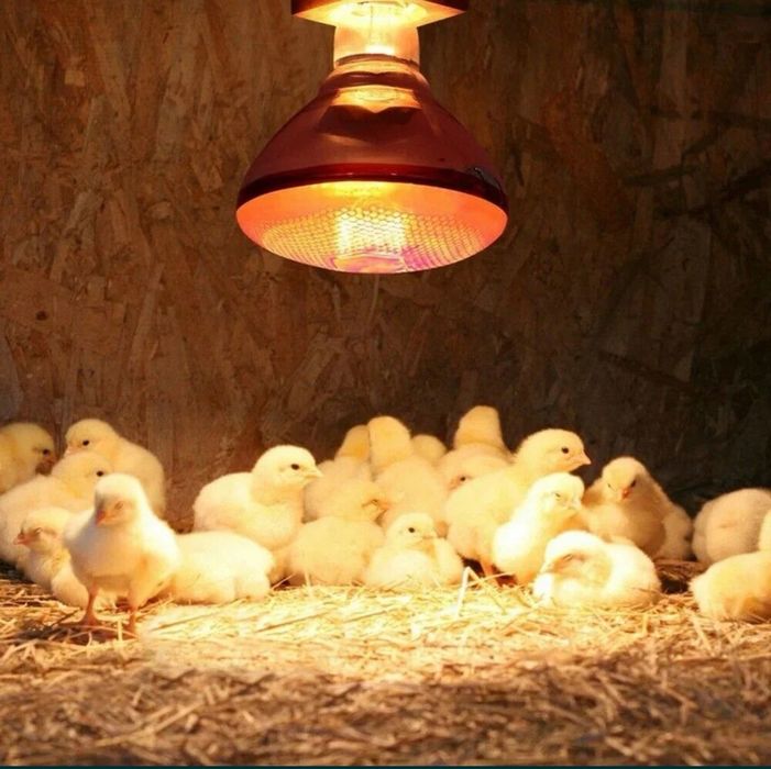 Инфрачервени, цветни и матови , димируеми крушки