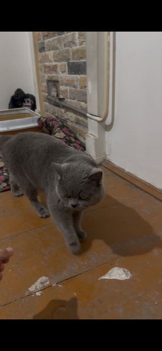 Britaniski muwuk rangi seriy zoti tozaa