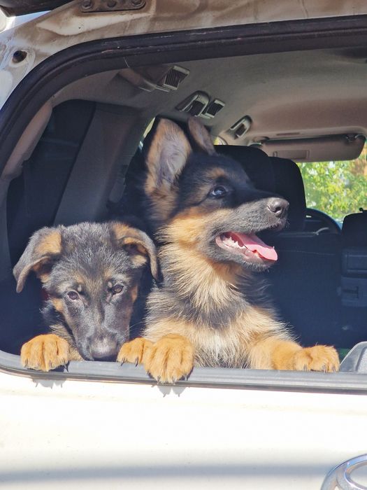 Щенок Немецкой овчарки