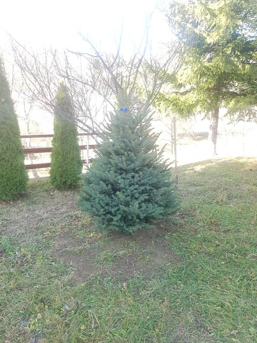 Brazi argintii și verzi