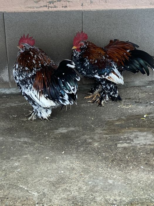 Vand cocosi liliputi