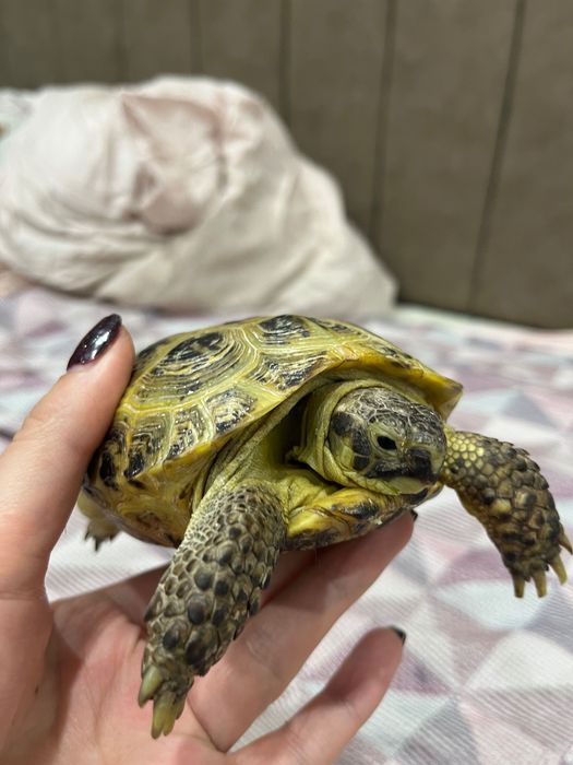 Продам сухопутную черепаху