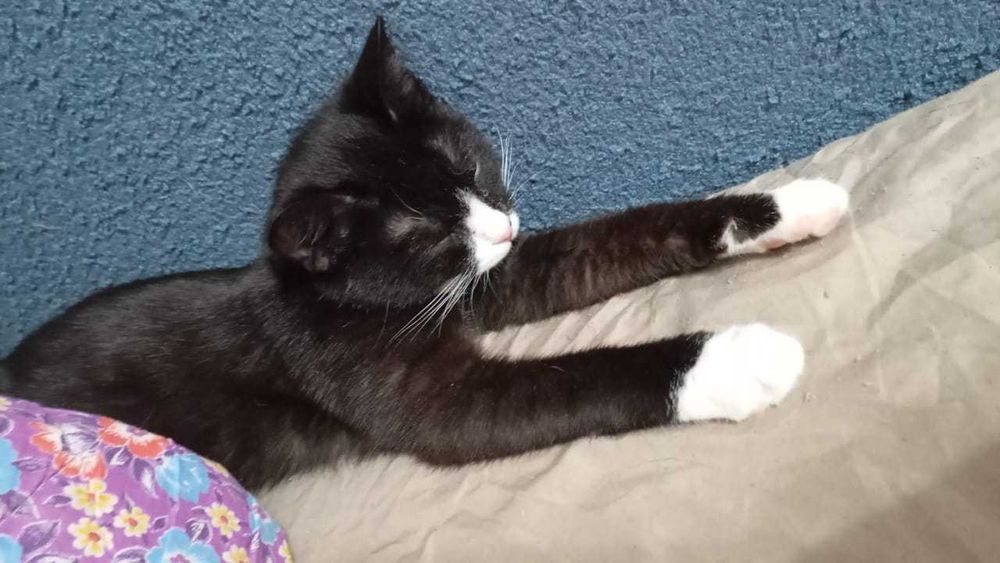 Ищем любящих хозяев!