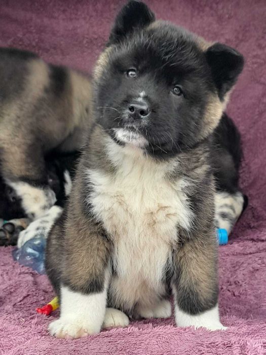 Американцы щенки, цены разные, Рассрочка Каспий, РЭД