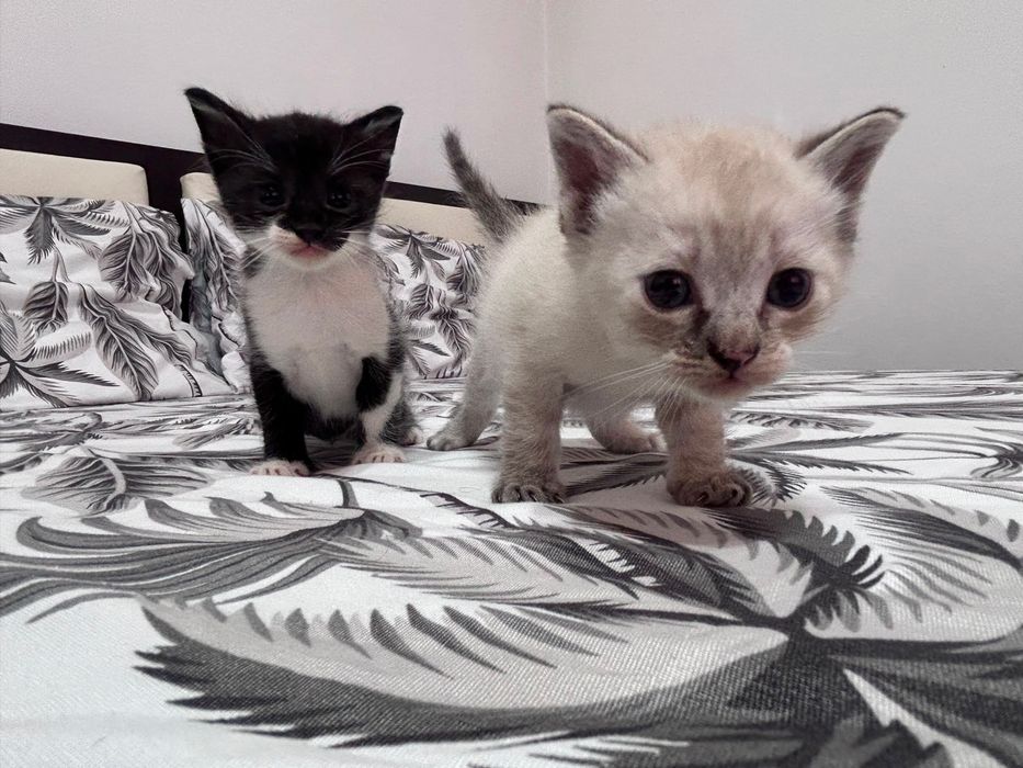 Pisicuțe spre adopție