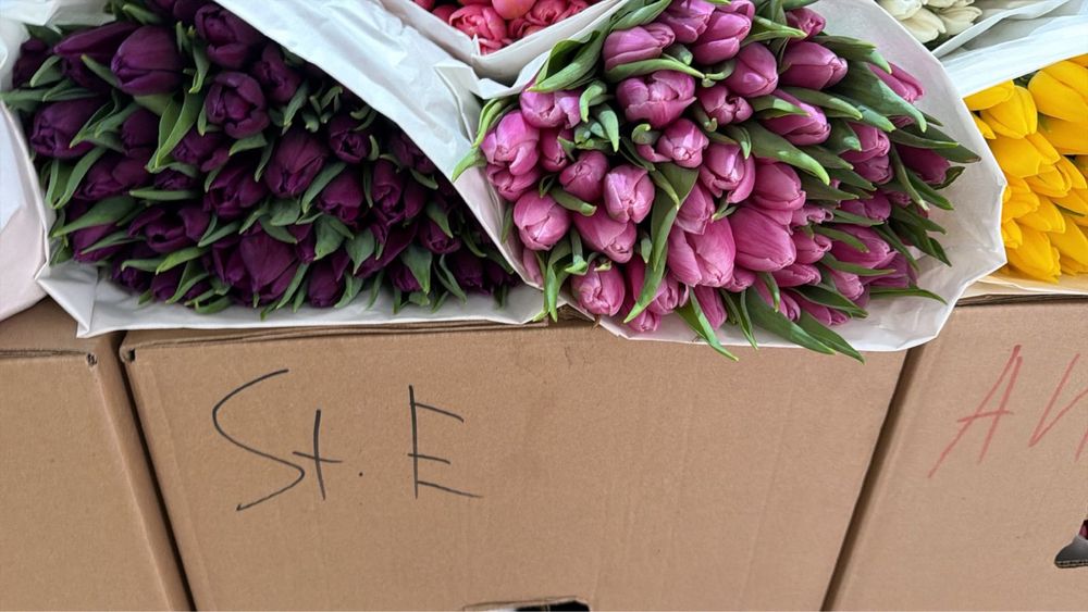 Тюльпаны оптом и в розницу