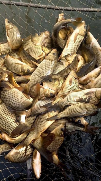 Ассалому аллейкум