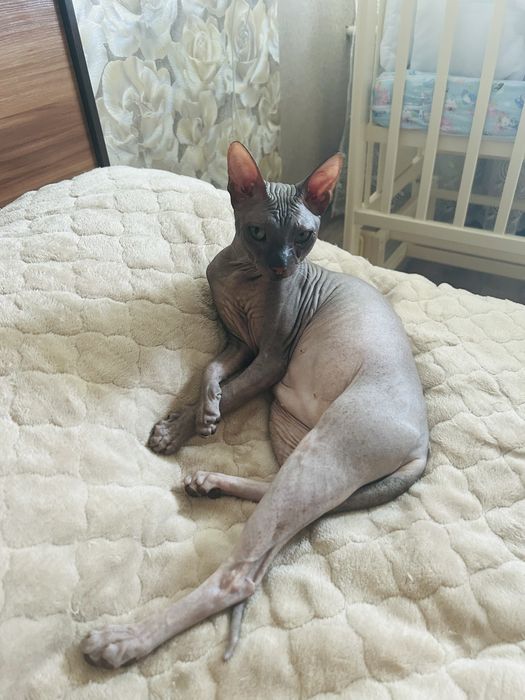 Кот сфинкс предлагает услуги альфонса