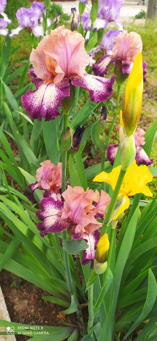 Продаю садовые Ирисы