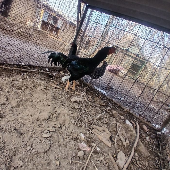 Dakan xo'roz sotiladi. 2 yillik.