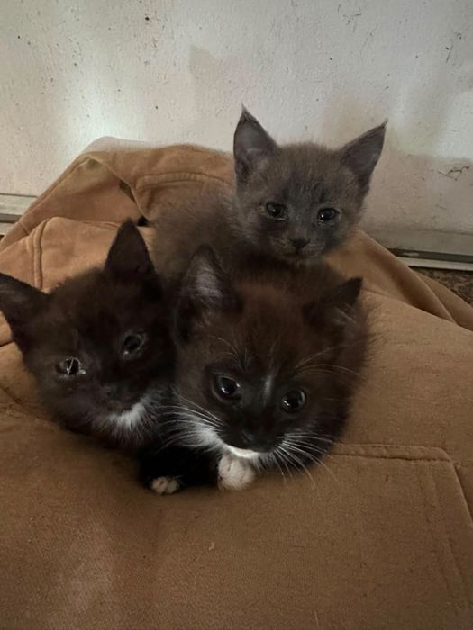 Отдам котят в добрые руки
