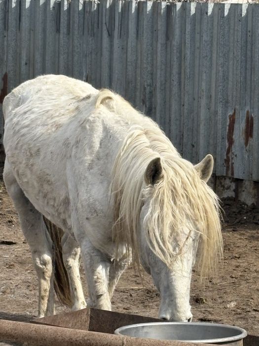 9 жасар айгыр сатылады