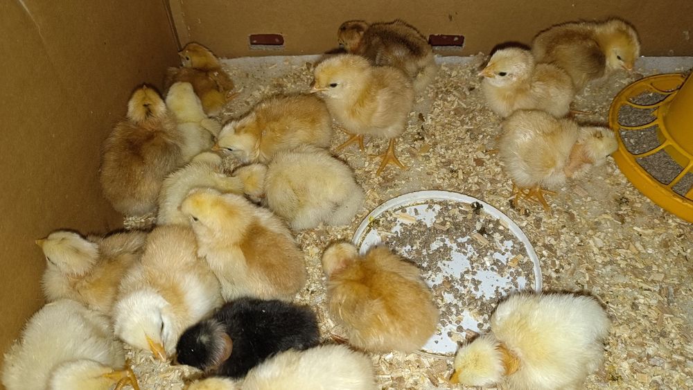 Петух Селекционный