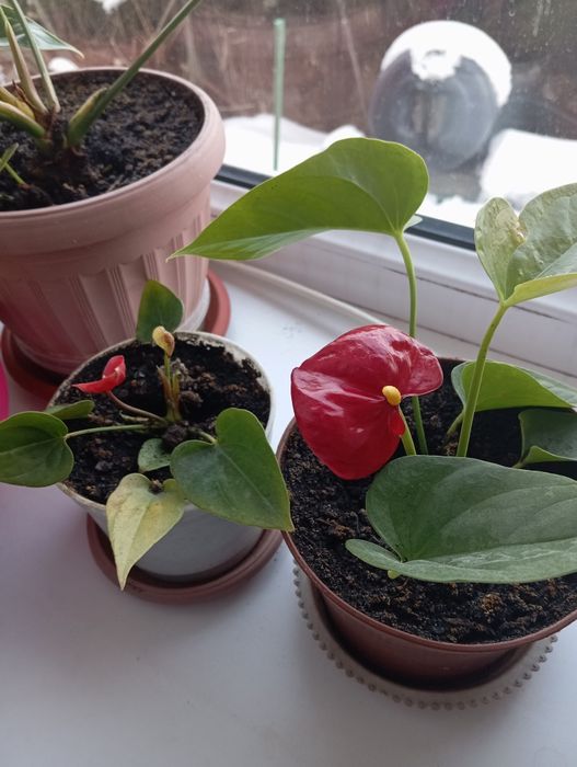 Продам комнатные цветы