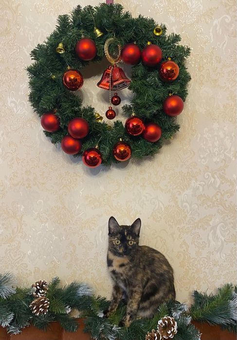 Кошечка в добрые руки