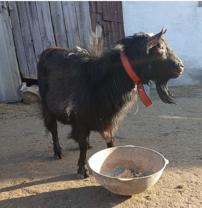 Продам козла на  племя.
