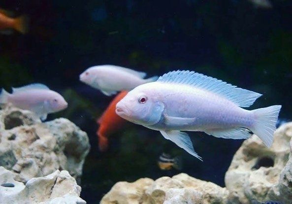 Псевдотрофеус Снежный принц