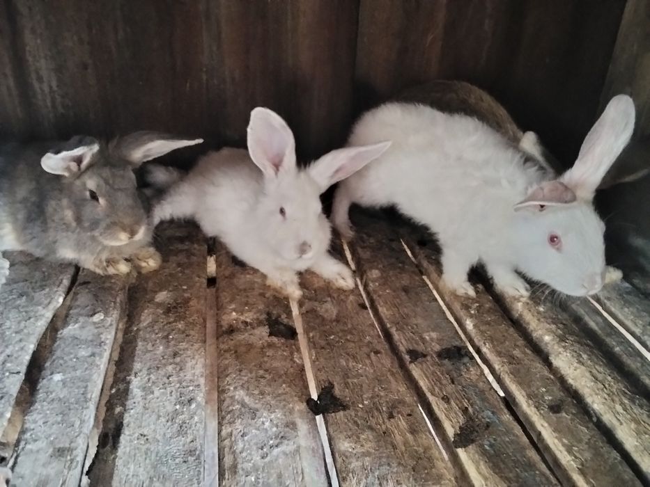 Продаются крольчата