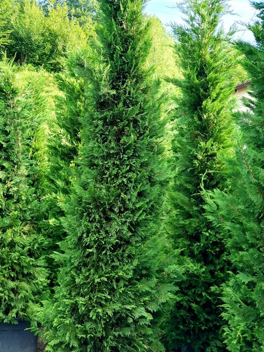 Leylandii 4,5 - 5m , tuia mare, gard viu, perdea verde naturală.