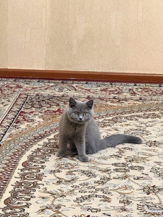 British Shorthair ( Britanskiy )