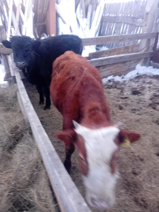 7 месяцев находится в Фёдоровке