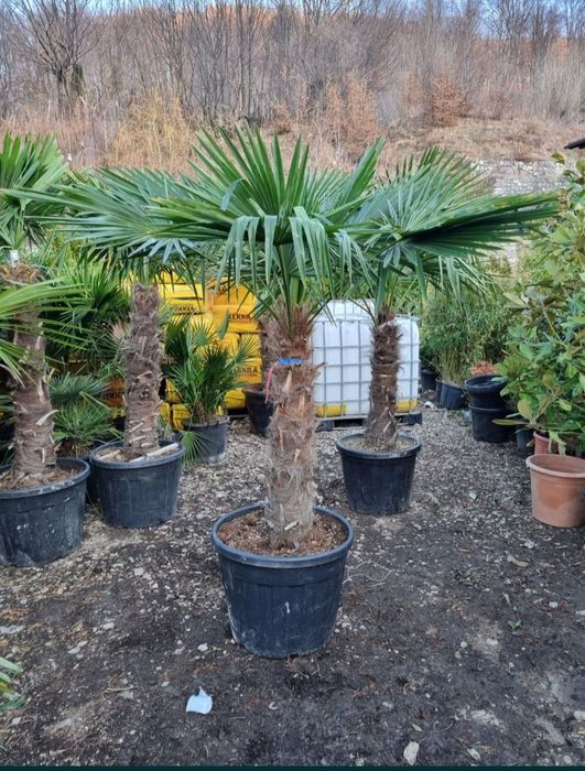 Palmieri decorativi Trachycarpus