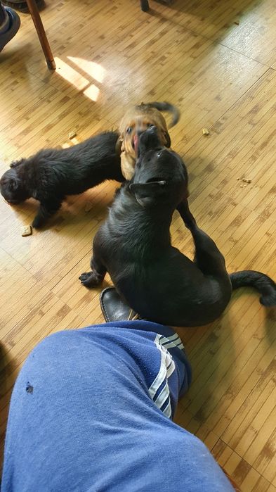 Căței spre adopție băiat și fetiță