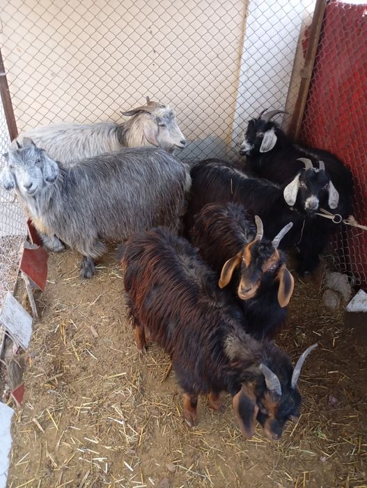 Urgʻochi echkilar sotiladi. 6 ta bogozlari ham bor. Inshaollox yaqinda