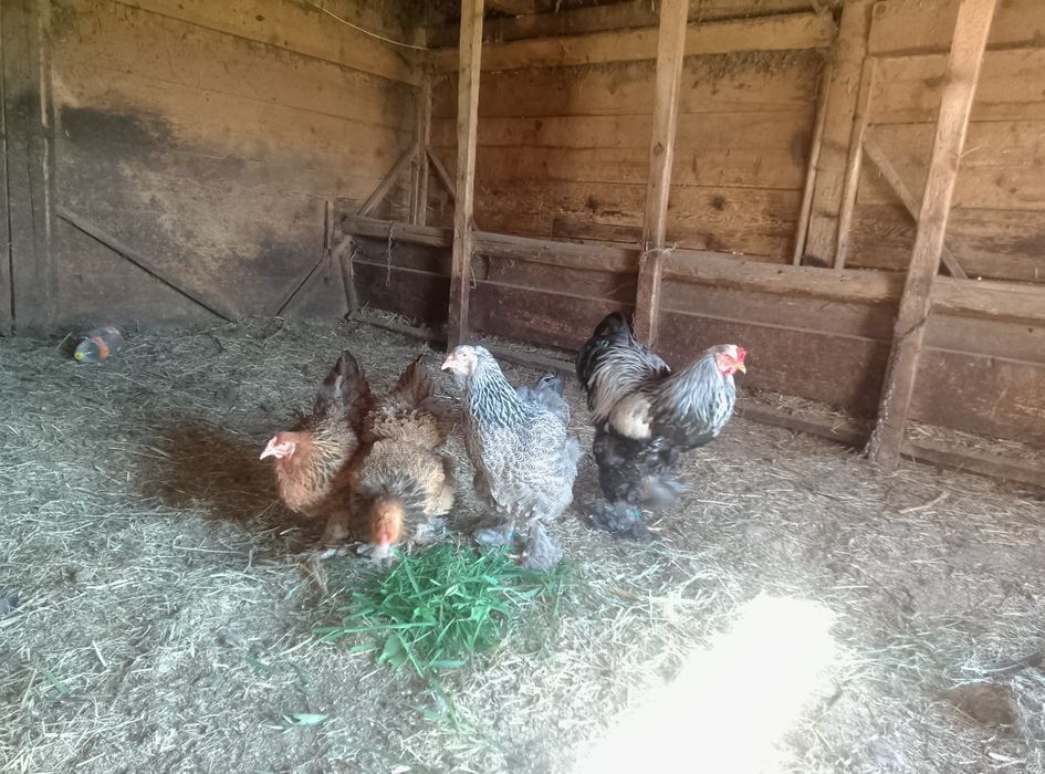 Oua brahma de incubat
