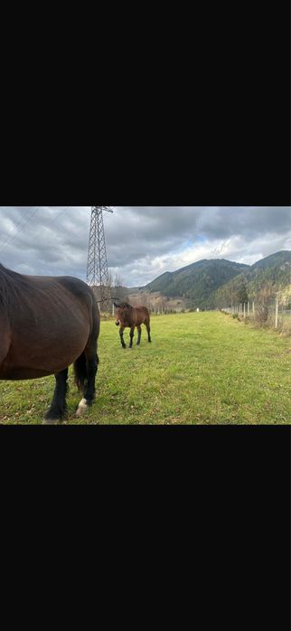 Vand manza de 4 luni!