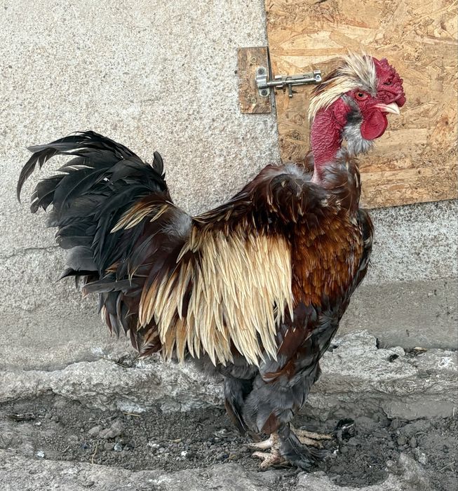Vand cocos golas motat barbos