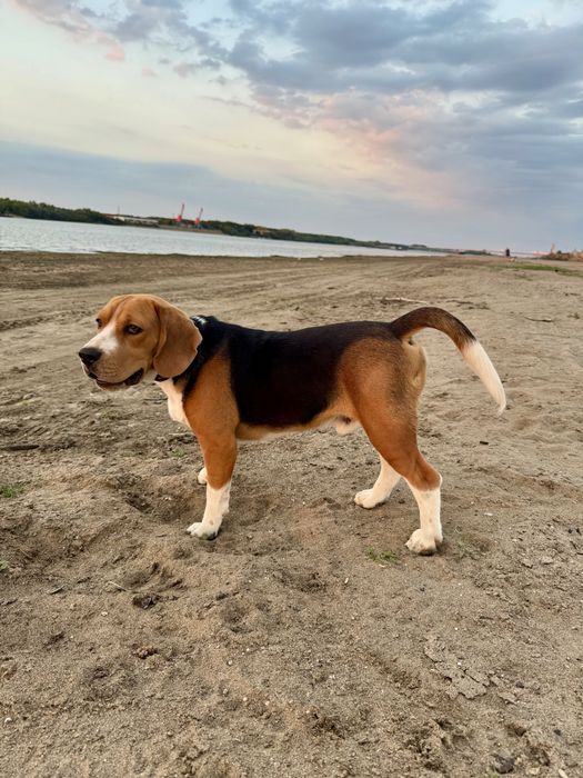 Vand mascul Beagle cu Pedigree