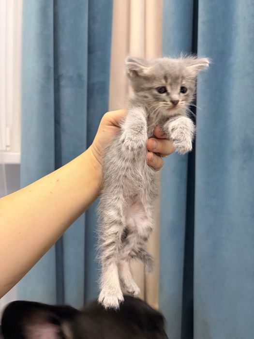 Отдам котят за шоколадку