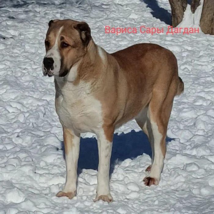 Среднеазиатская овчарка