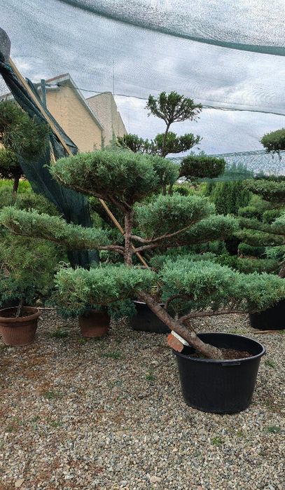 Bonsai de gradina Ienupăr gri-albastrui (Iuniperus Pfitzeriana glauca)