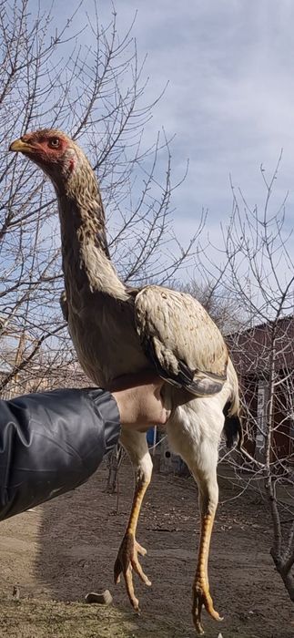 Бойцовый шөже мекен, дакан.