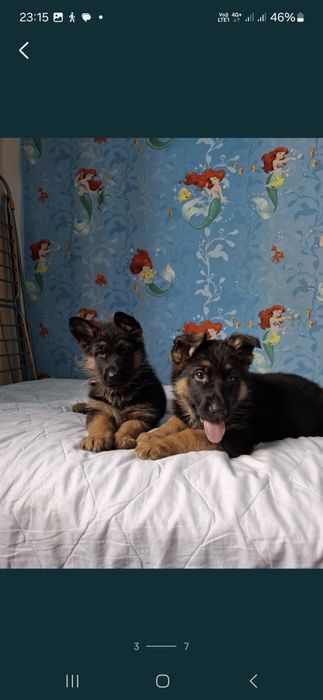 Немецкий щенки овчарки