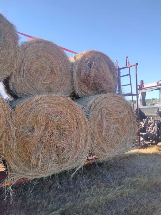 vand baloti rotunzi de fan