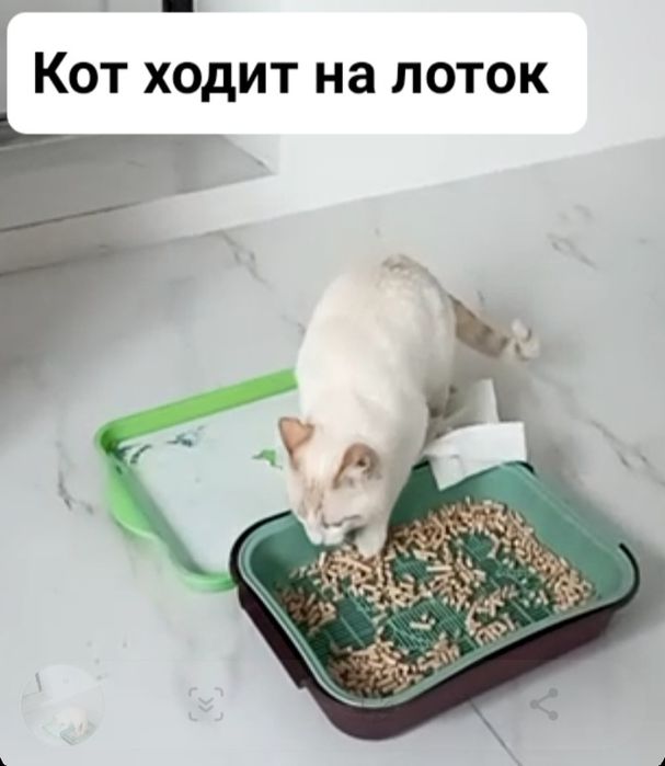 Кот мальчик кострирован