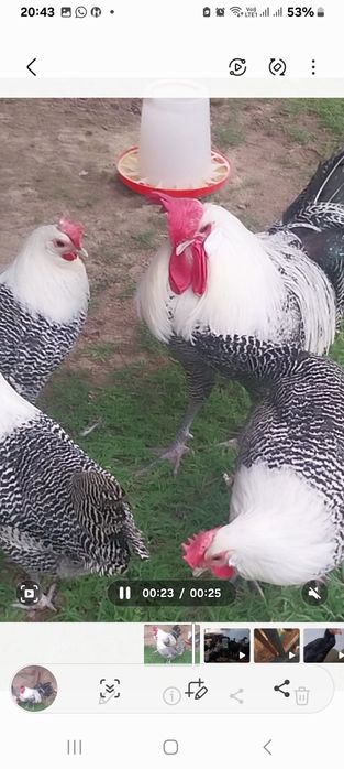 Продам порода брекель