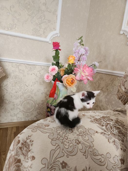 Отдам котят в добрые руки